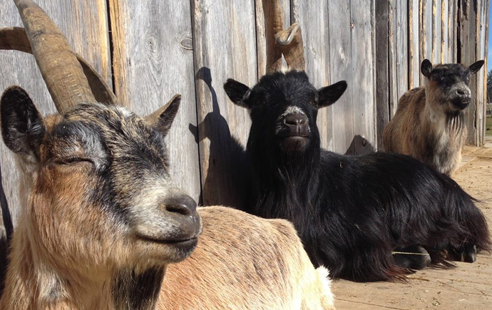 Cedar Row Farm – Lakeside, On (near Stratford)