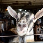 Landman Gardens Goat Day – Grand Valley – April 15