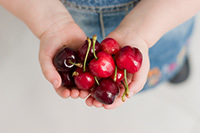 Bunch of yummy cherries in child's hands