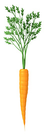 carrot