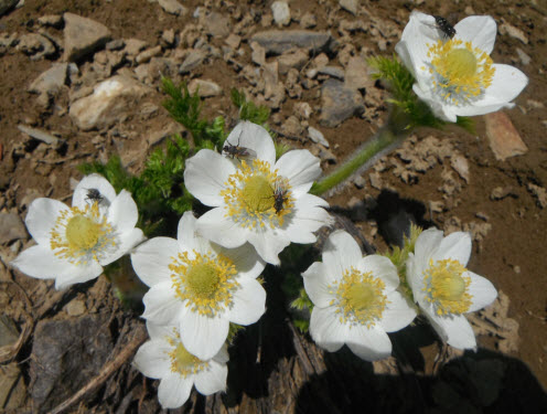 Globeflowers