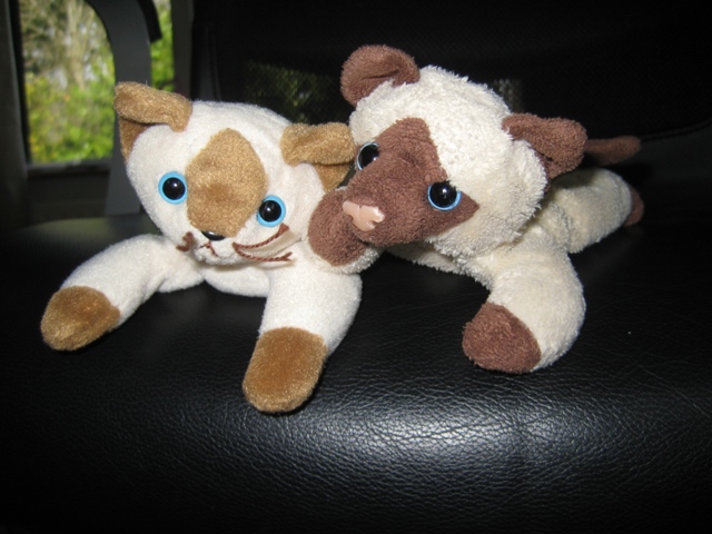 cat-meet-your-replacement cat-meet-your-replacement
