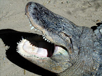 freeimage-257192 freeimage-257192