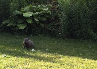Groundhog Groundhog