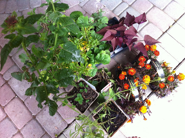 IMG_6627 IMG_6627