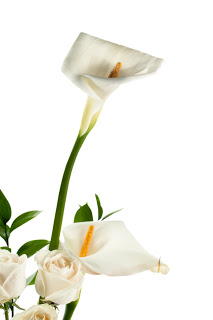 Kozzi-white_rose_and_calla_lily-588x883