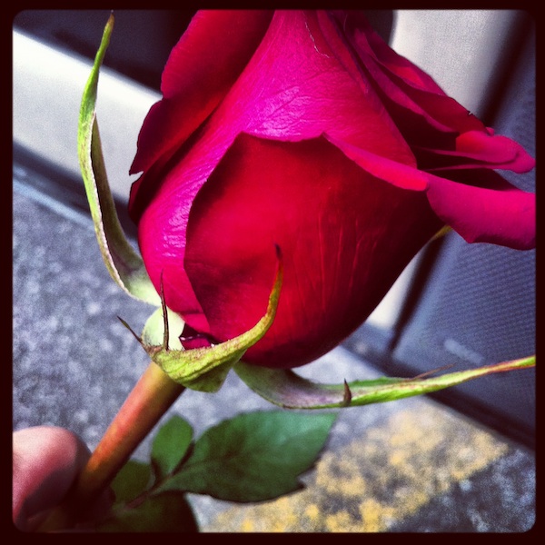 bachelor-the-rose bachelor-the-rose