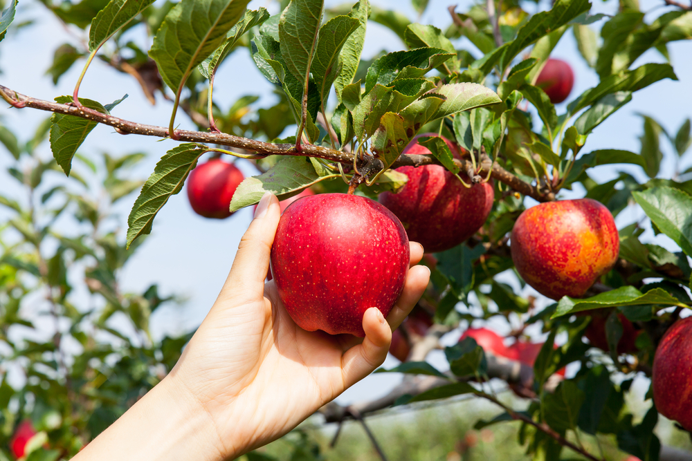 14 Creative Things to Do with Apples - SavvyMom