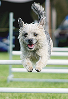 Royal Winter Fair Dog Jumping