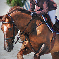 Royal Winter Fair Horse