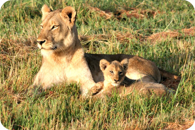 lioness lioness