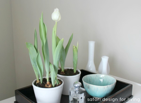 Indoor-Forced-Tulips