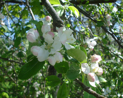 appleblossom8x10_ecm