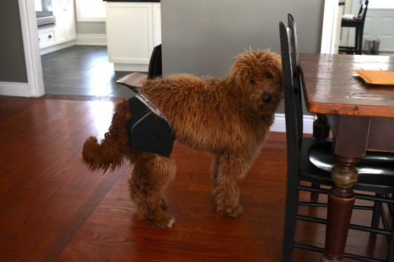 dog-in-underwear-e1363355565856