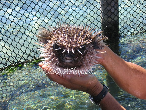 PufferFish