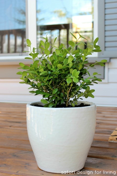 Potted-Boxwood