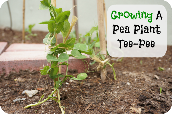 growing-a-pea-plant-tee-pee