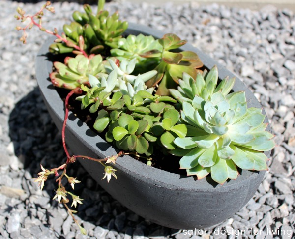 Potted-Succulent_2