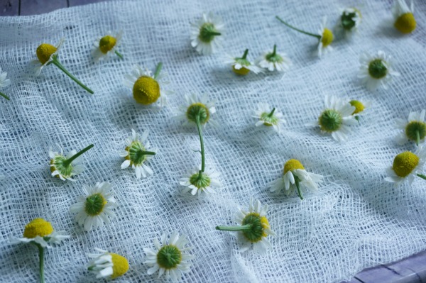 drying-chamomile-flowers
