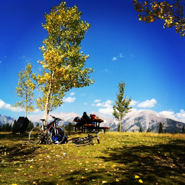 Bikes-under-a-tree