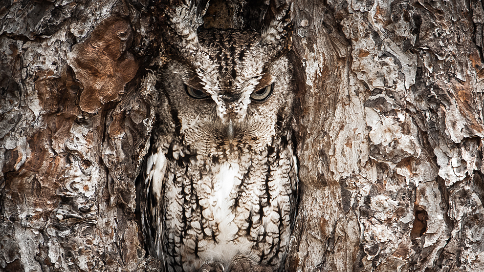 Masters of disguise. The Eastern Screech Owl is seen here doing what they do best. You better have a sharp eye to spot these little birds of prey.