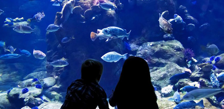 Ripley's Aquarium of Canada