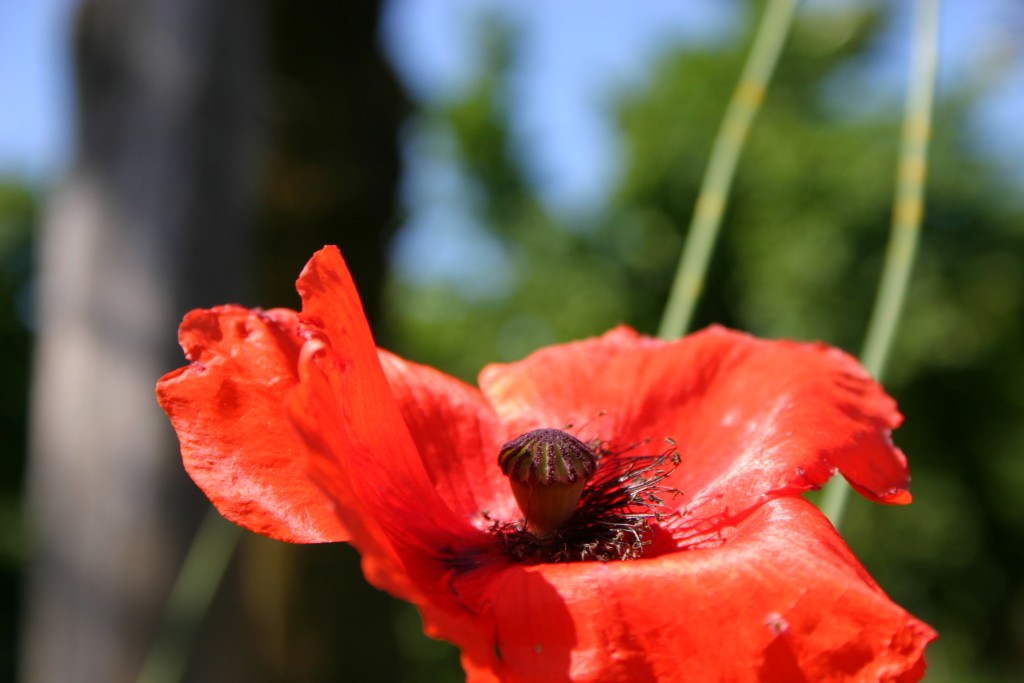 poppy poppy