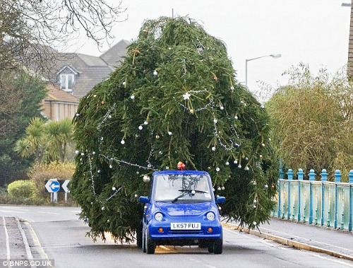 Big-Tree-on-Tiny-car