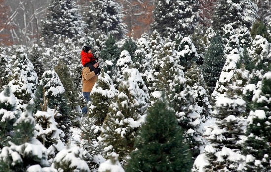 Tree-farm-in-Minnesota-ReutersEric-Miller