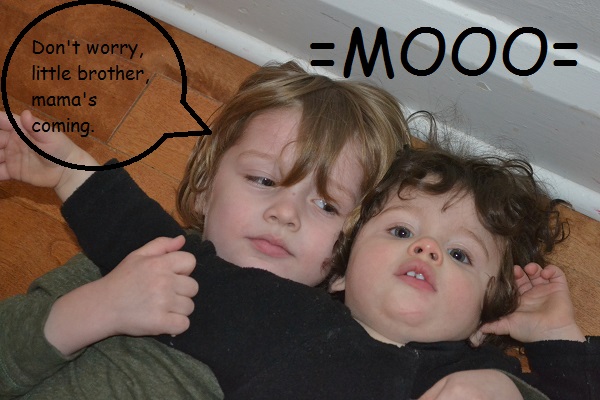 mooo mooo