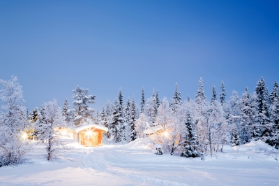 winter-forest-tree-christmas