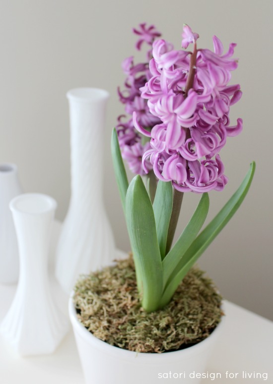 Purple-Hyacinth-