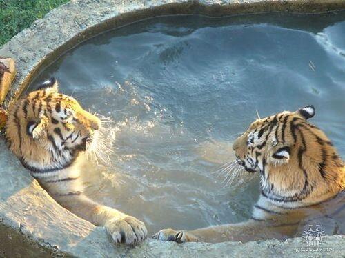 Tigers-in-hot-tub