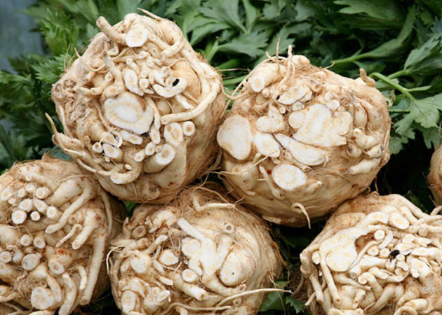 wsgaceleryroot wsgaceleryroot