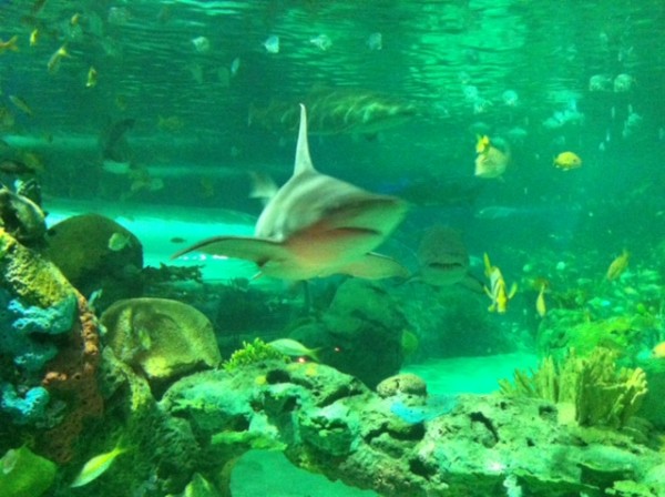 RipleysAquarium-Toronto-shark-600x448