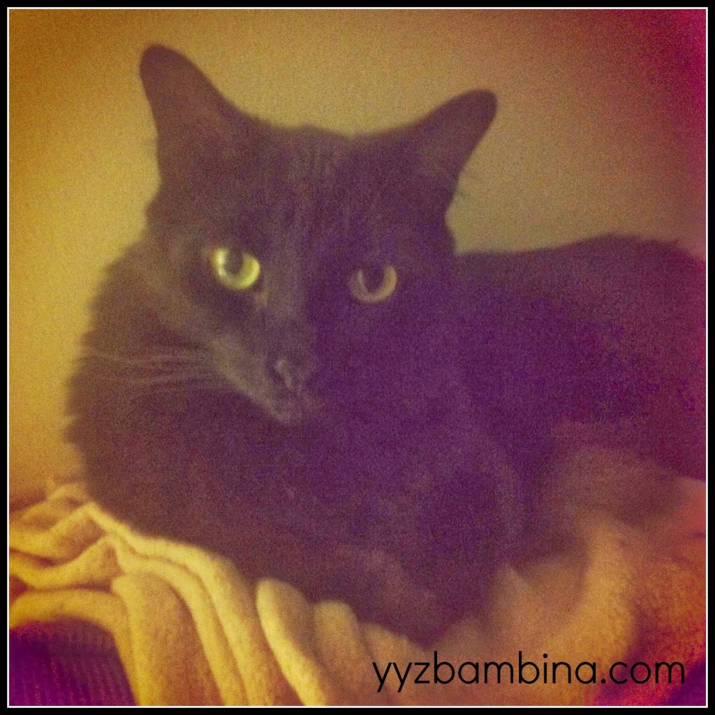 boobear boobear