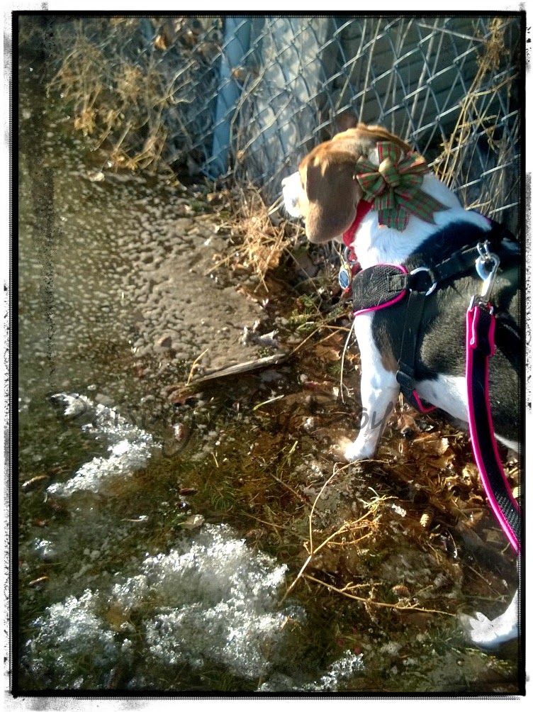springwalk springwalk