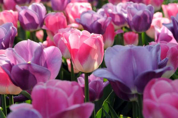 Tulips Tulips
