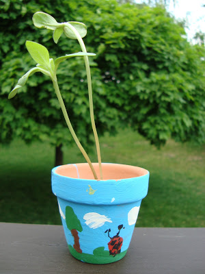 Willsflowerpot