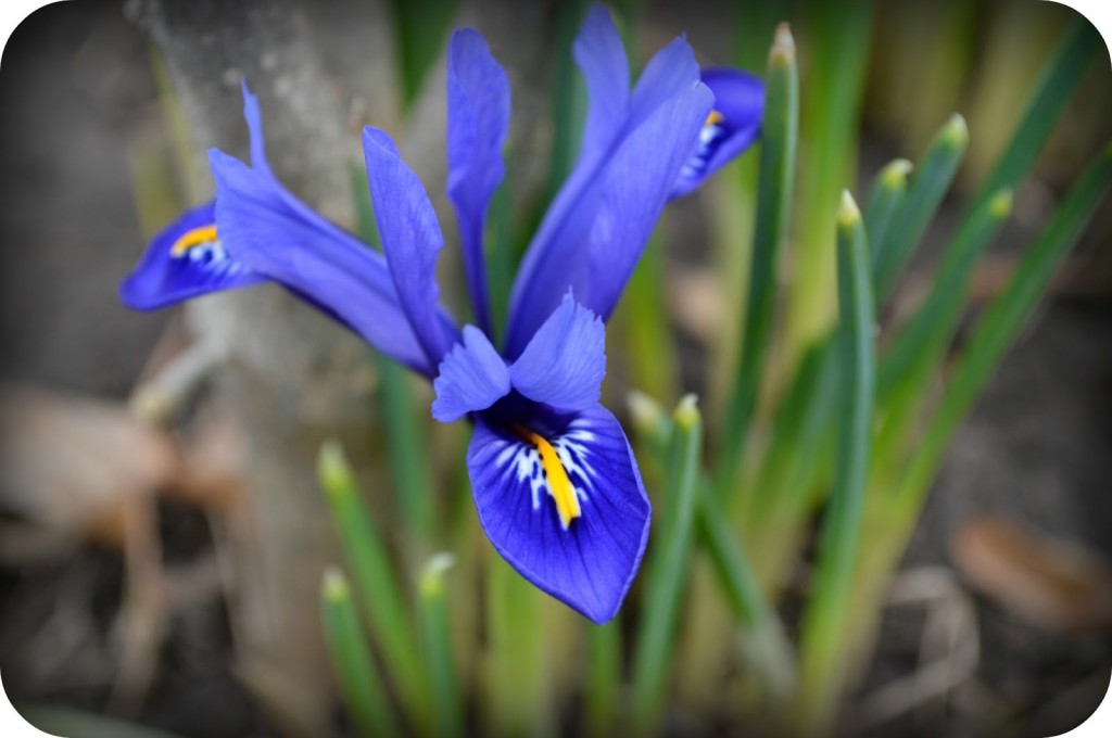 iris iris