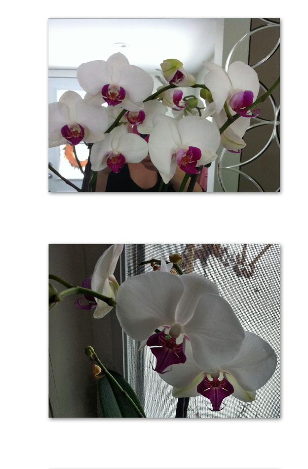 orchids