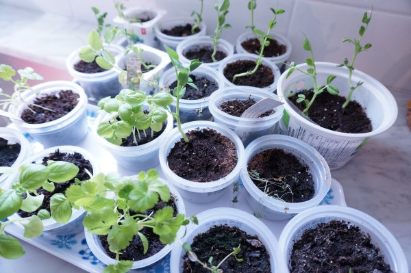 seeds-started-in-pots-2.jpg seeds-started-in-pots-2.jpg