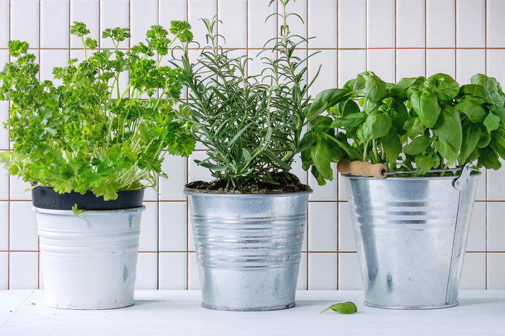 Pots of Fresh Herbs