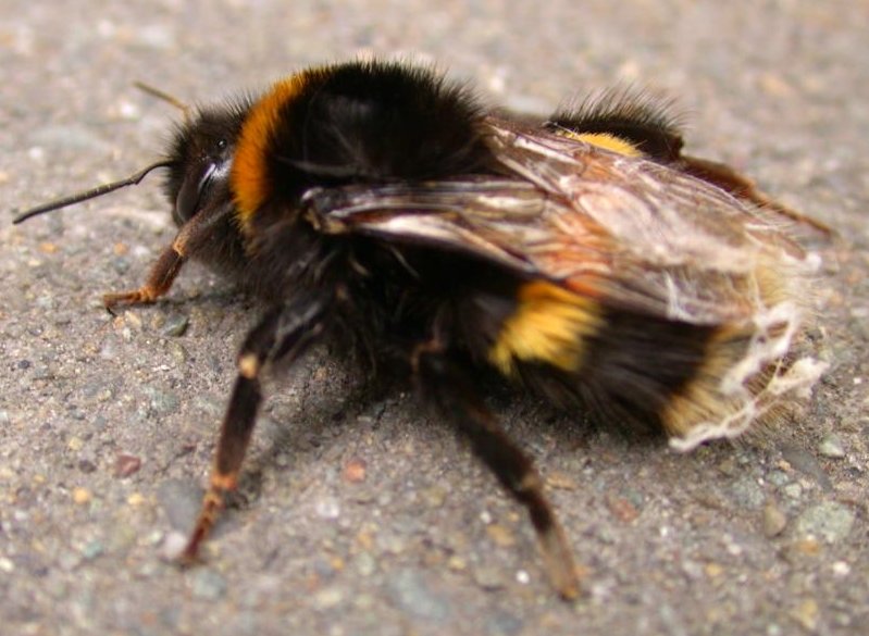 BumbleBee-OnPavement