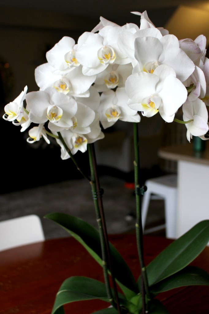 orchid-682x1024