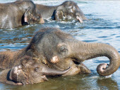 Elephant Swim at African Lion Safari