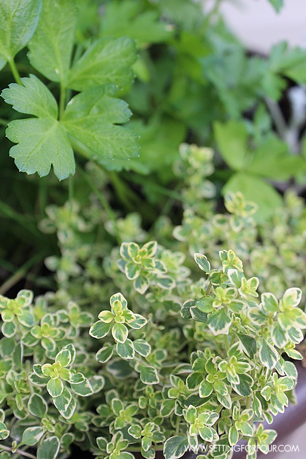 herb-garden-diy