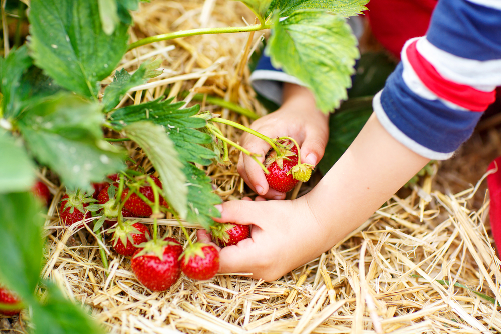 6 Berry Delicious U-Pick Farms in Calgary