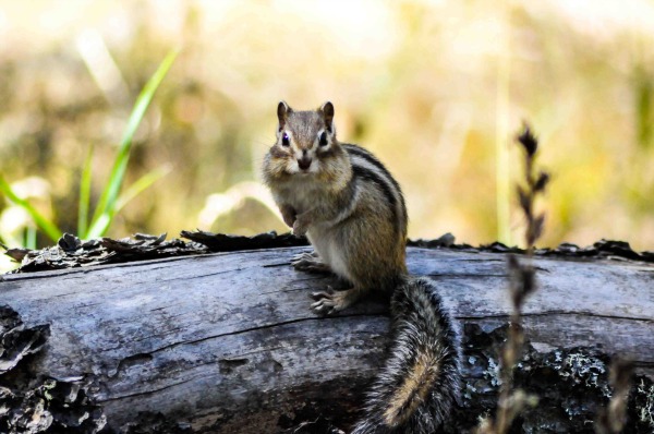 Chipmunk-