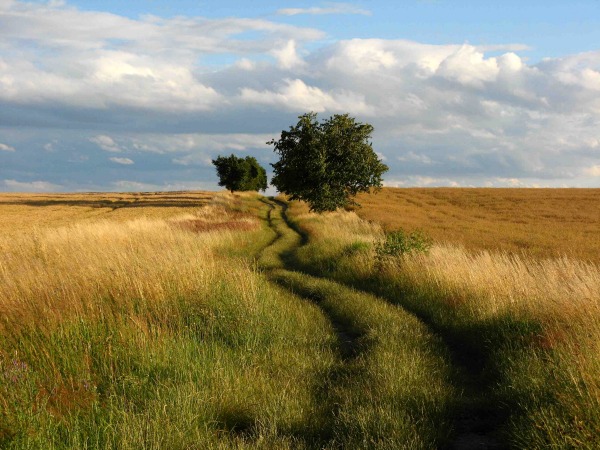 Field-with-tree-1 Field-with-tree-1